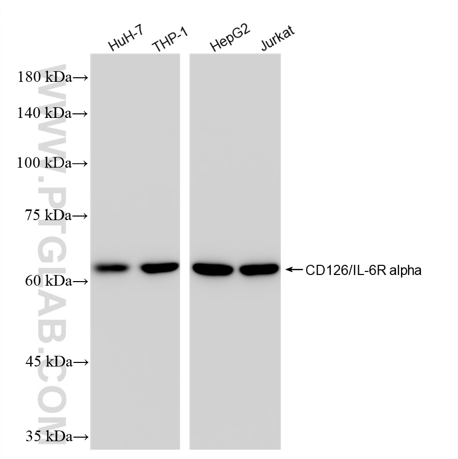 WB analysis using 83688-4-RR Western Blot (WB) analysis of various lysates using CD126/IL-6R alpha Recombinant monoclonal antibody (83688-4-RR)