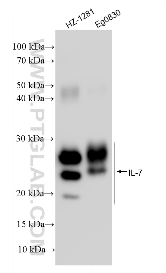 Western Blot (WB) analysis of various lysates using IL-7 Recombinant monoclonal antibody (84165-5-RR)