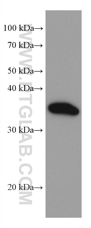 Western Blot (WB) analysis of U-87 MG cells using IL-1 Beta Monoclonal antibody (66737-1-Ig)