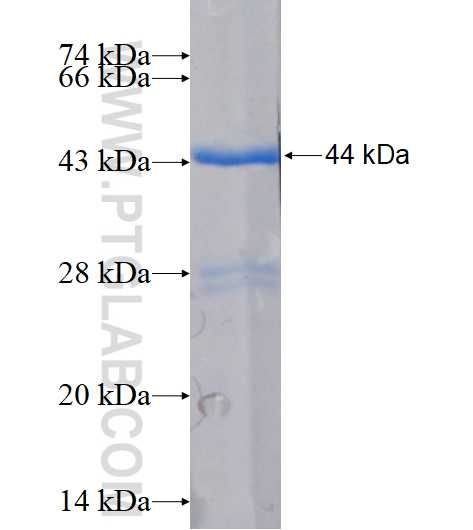 IL-10 fusion protein Ag14644 SDS-PAGE