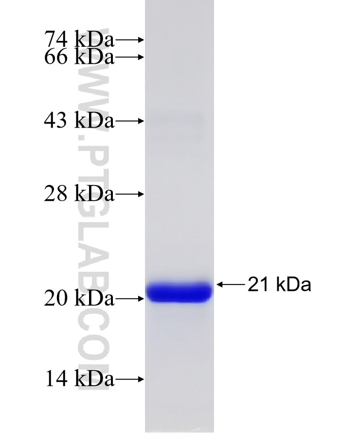 IL-10 fusion protein Ag14870 SDS-PAGE