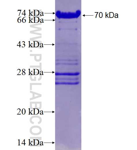 IL-10RA fusion protein Ag4156 SDS-PAGE
