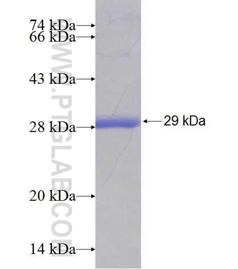 IL-10RB fusion protein Ag7468 SDS-PAGE