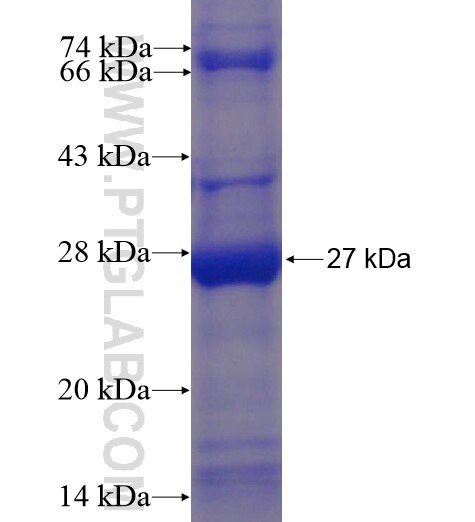 IL-11 fusion protein Ag11199 SDS-PAGE