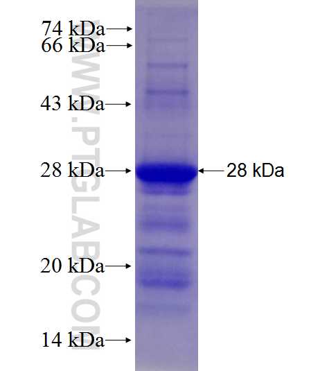IL11RA fusion protein Ag27851 SDS-PAGE