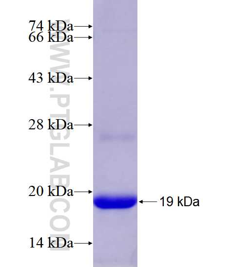 IL-11RA fusion protein Ag28370 SDS-PAGE