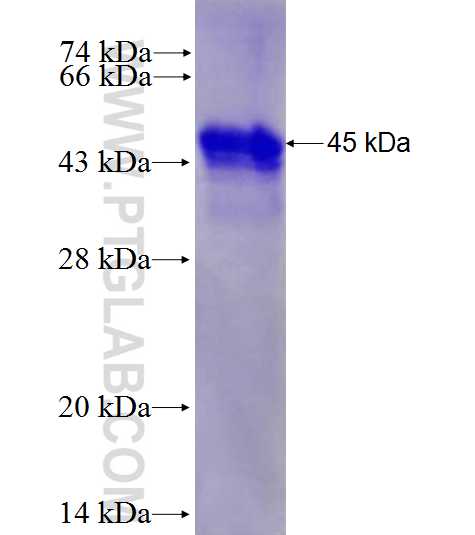 IL-11RA fusion protein Ag0373 SDS-PAGE