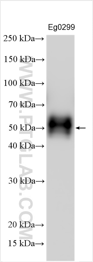 Western Blot (WB) analysis of various lysates using IL-12 p70 Polyclonal antibody (30756-1-AP)