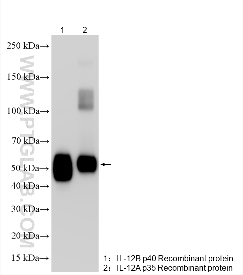 WB analysis using 30756-1-AP Western Blot (WB) analysis of various lysates using IL-12 p70 Polyclonal antibody (30756-1-AP)