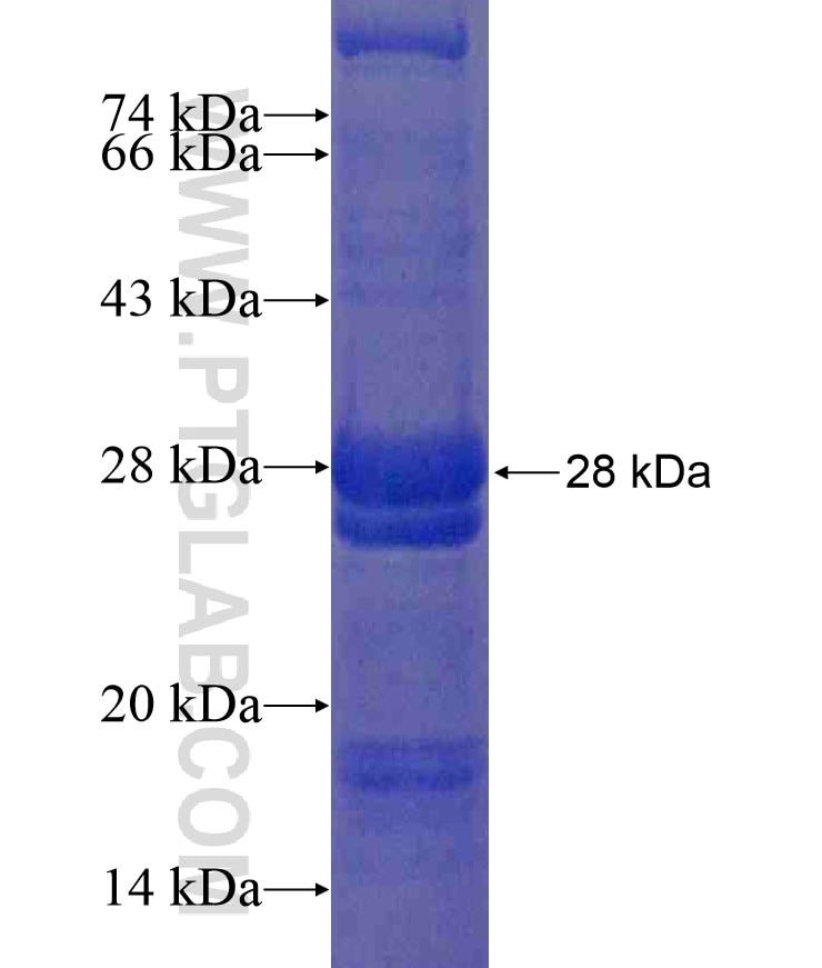 IL-12A fusion protein Ag17625 SDS-PAGE