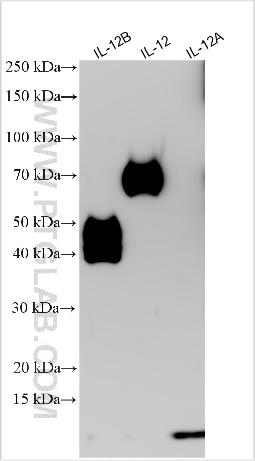 Western Blot (WB) analysis of various lysates using IL-12/IL-23 p40 Polyclonal antibody (17645-1-AP)