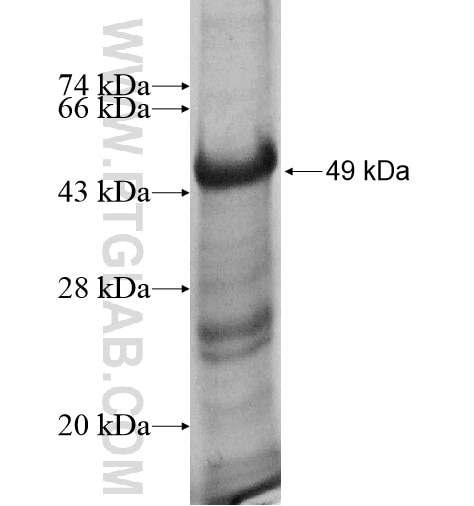IL-12B fusion protein Ag12056 SDS-PAGE