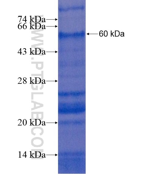 IL-12B fusion protein Ag21429 SDS-PAGE