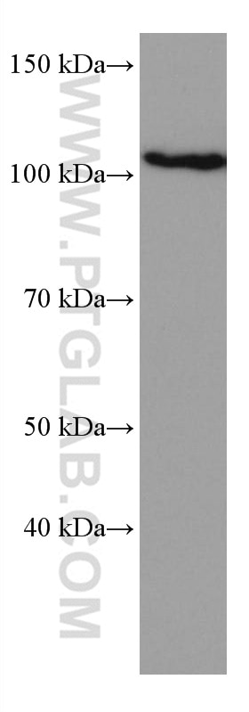 Western Blot (WB) analysis of THP-1 cells using IL-12RB1 Monoclonal antibody (66829-1-Ig)