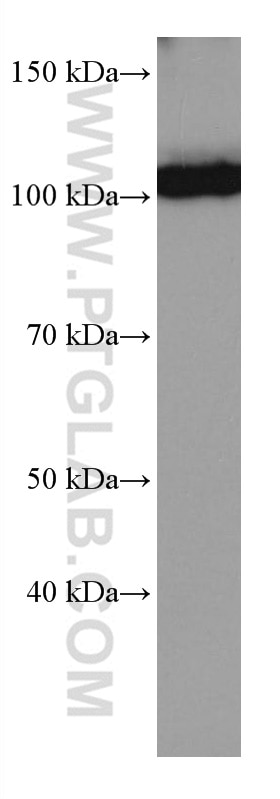 Western Blot (WB) analysis of Ramos cells using IL-12RB1 Monoclonal antibody (66829-1-Ig)