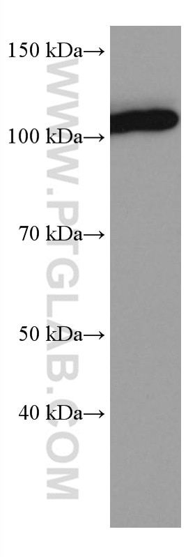 Western Blot (WB) analysis of Raji cells using IL-12RB1 Monoclonal antibody (66829-1-Ig)