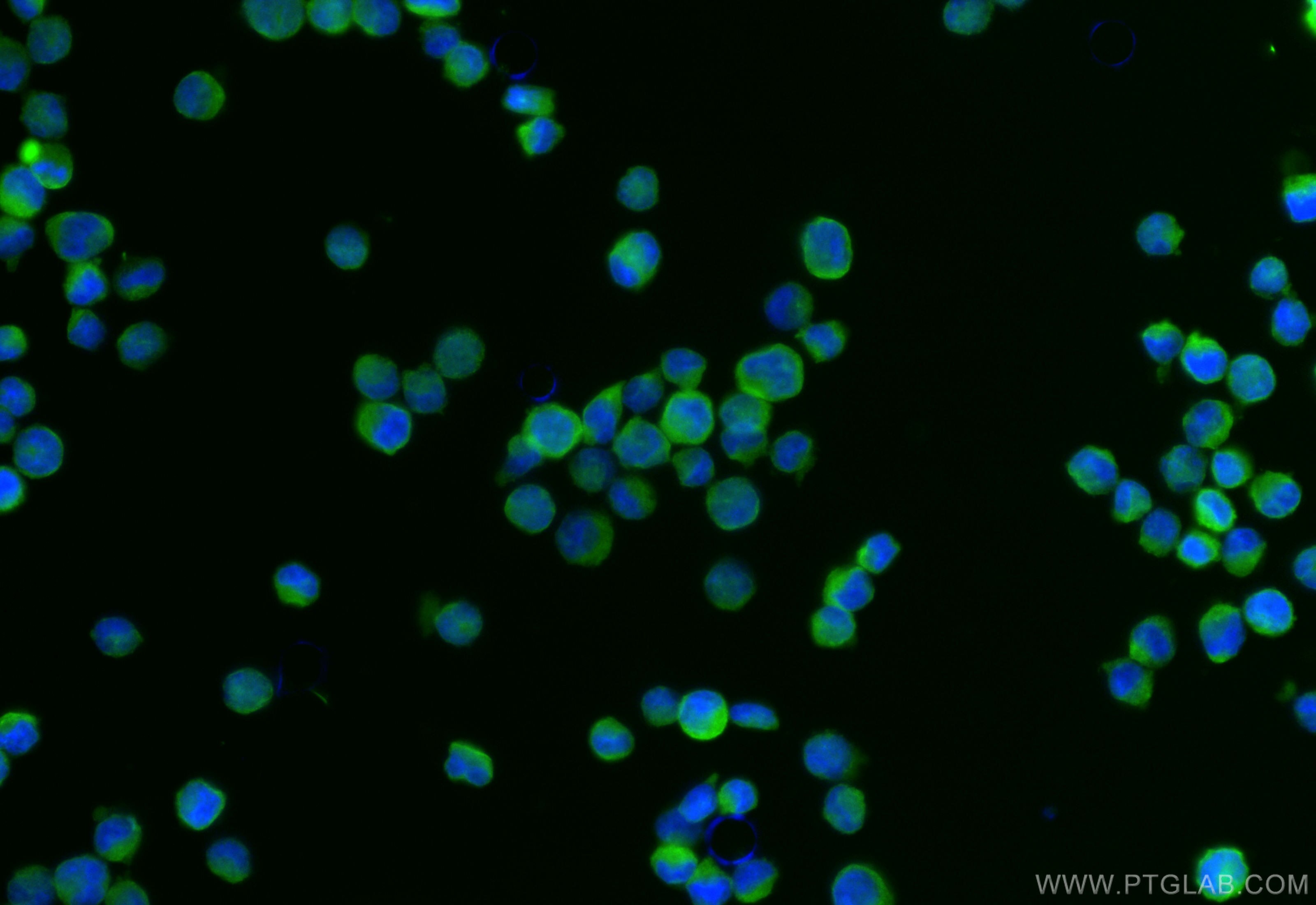 Immunofluorescence (IF) / fluorescent staining of K-562 cells using CoraLite® Plus 488-conjugated IL12RB1 Recombinant  (CL488-84391-4)