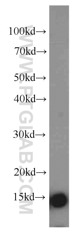 IL-13 Polyclonal antibody