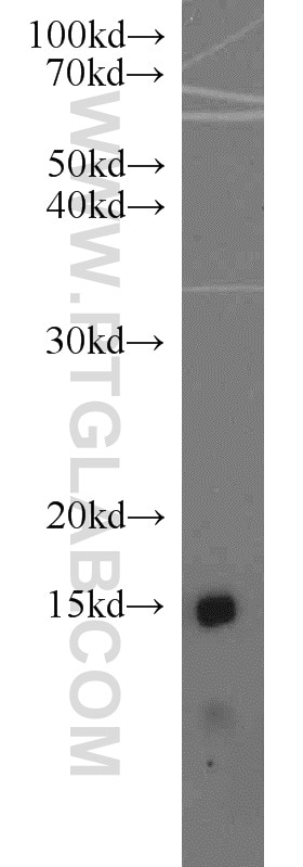 Western Blot (WB) analysis of Recombinant protein using IL-13 Polyclonal antibody (22085-1-AP)