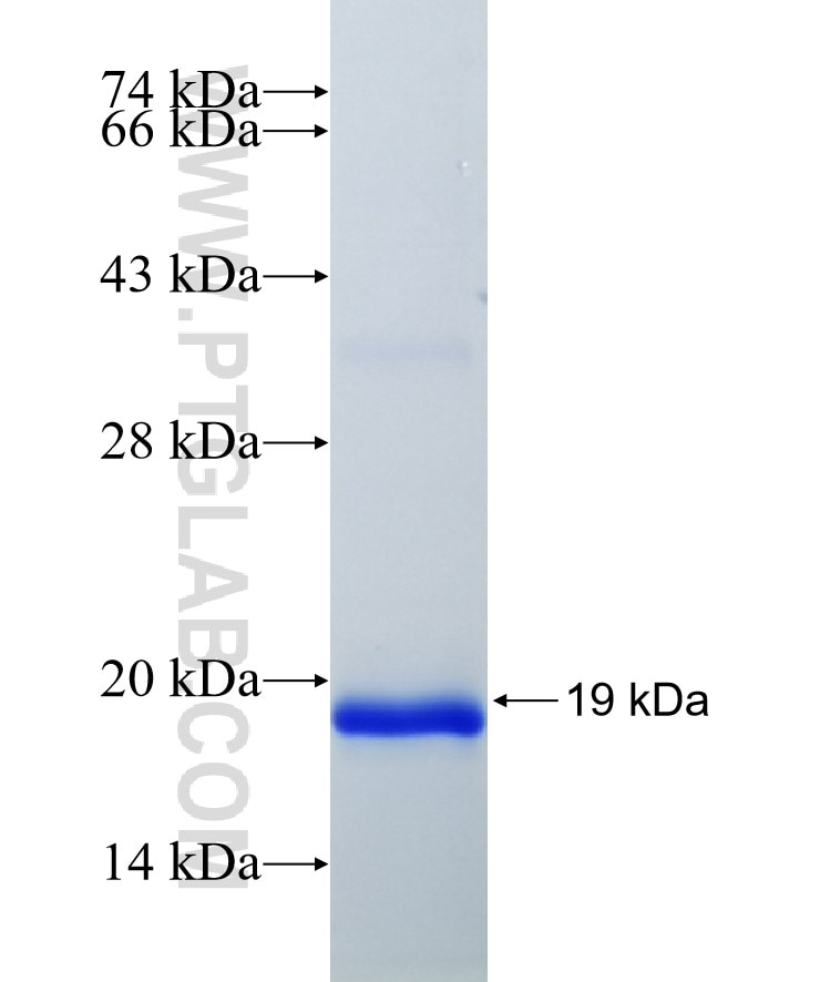 IL-13 fusion protein Ag25853 SDS-PAGE