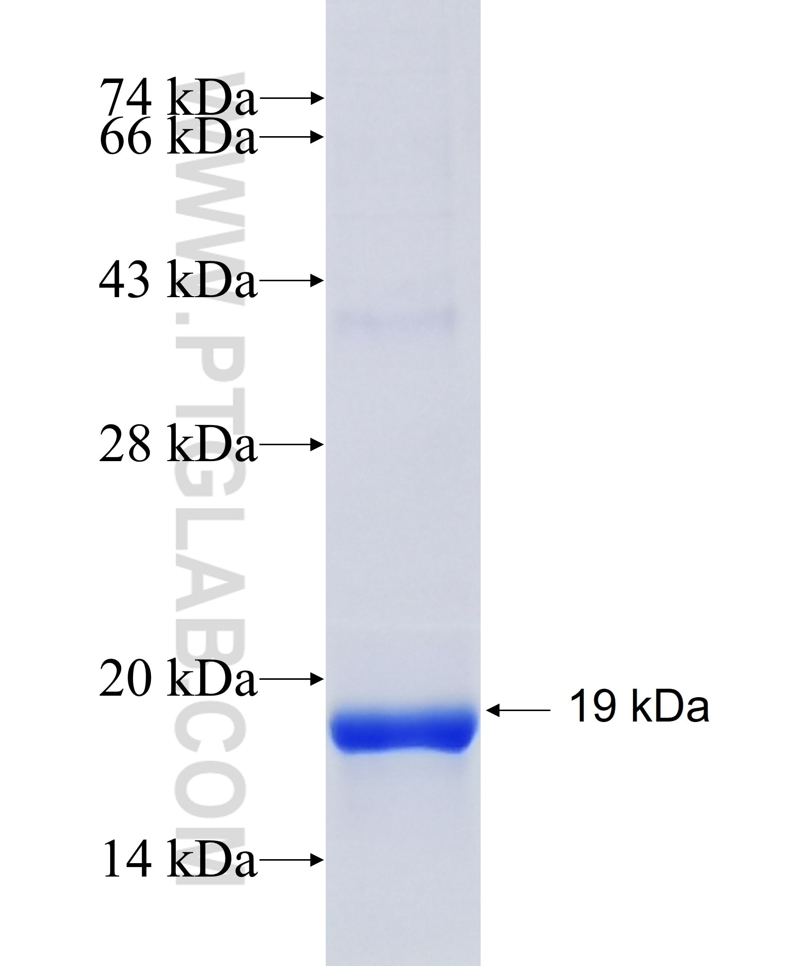 IL-13 fusion protein Ag25853 SDS-PAGE