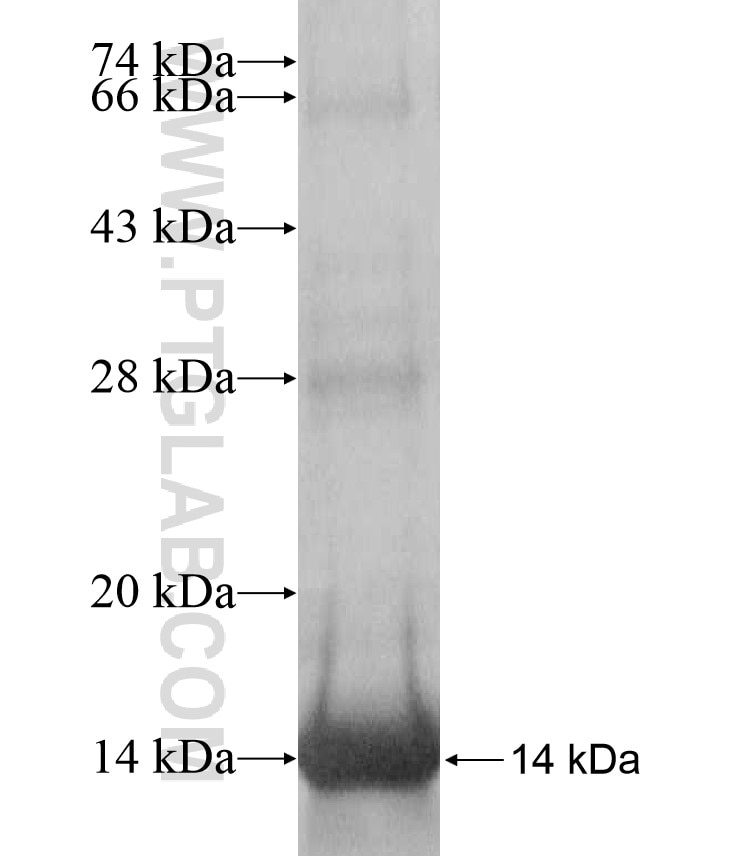 IL-13 fusion protein Ag17280 SDS-PAGE