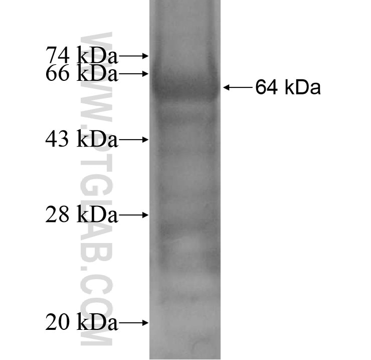 IL-13RA2 fusion protein Ag9556 SDS-PAGE