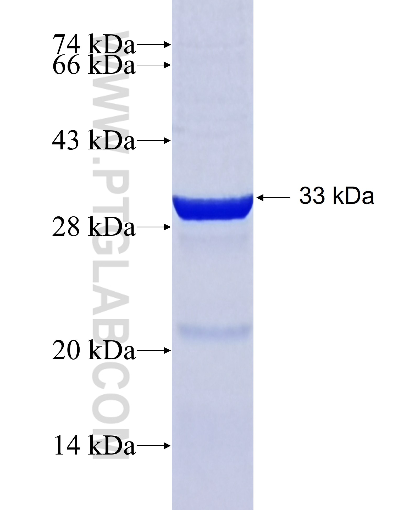 IL-15 fusion protein Ag29395 SDS-PAGE