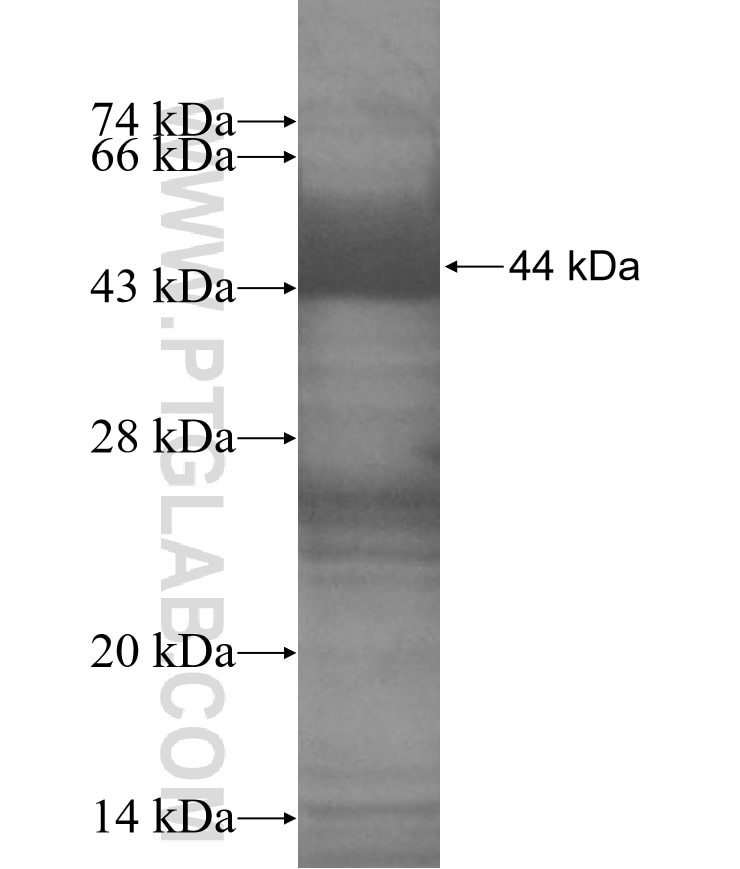 IL-15 fusion protein Ag3650 SDS-PAGE