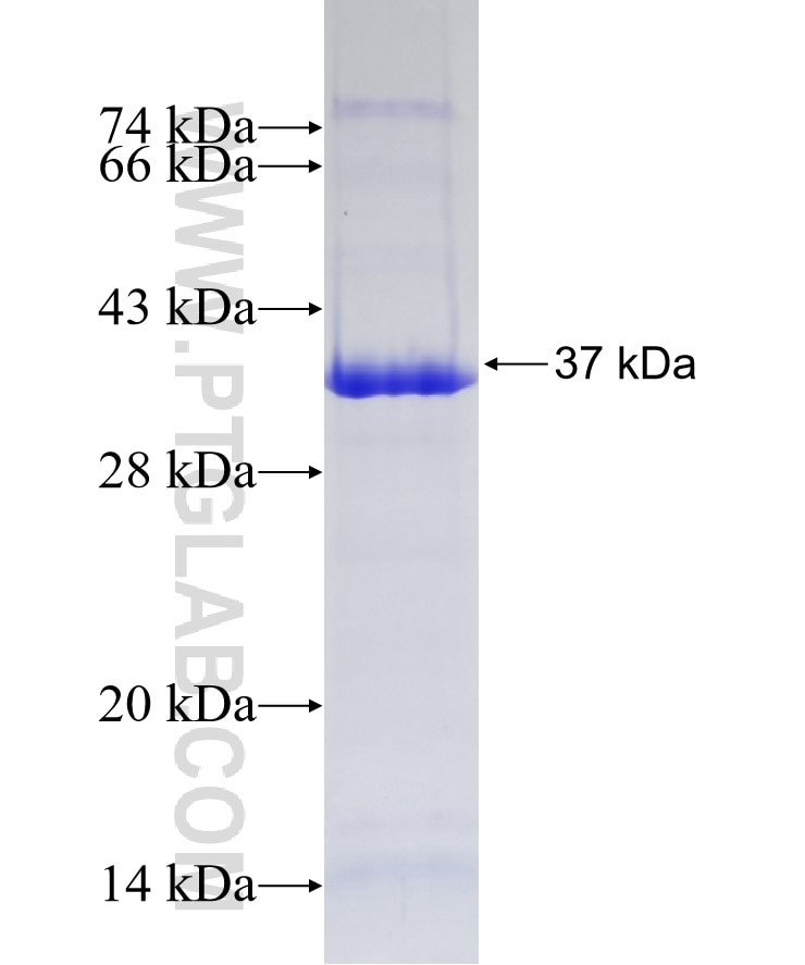 IL-15RA fusion protein Ag10200 SDS-PAGE