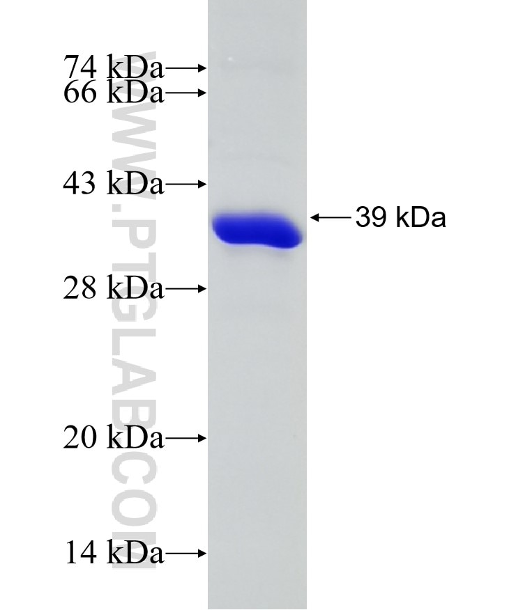 IL-16 fusion protein Ag16466 SDS-PAGE