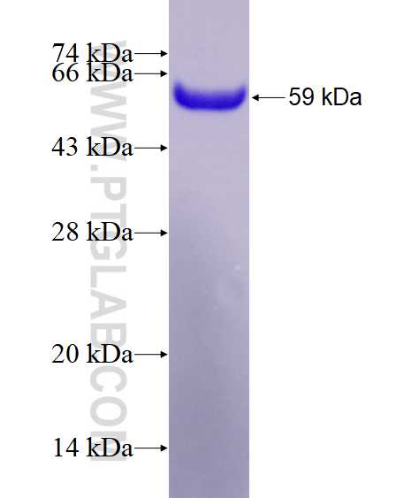IL-16 fusion protein Ag4044 SDS-PAGE