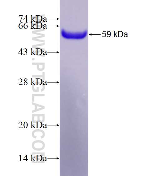 IL-16 fusion protein Ag4044 SDS-PAGE