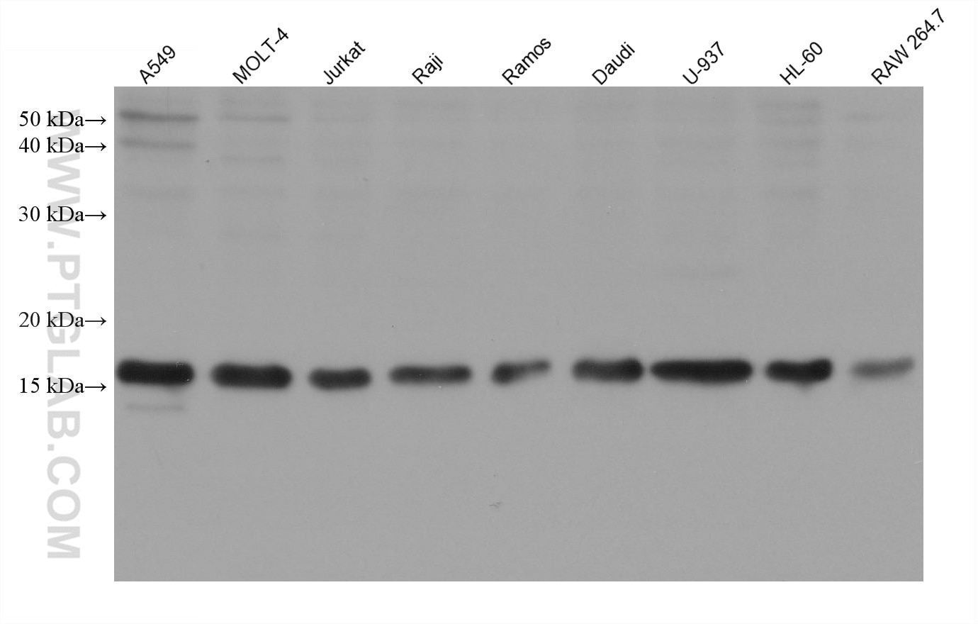 Western Blot (WB) analysis of various lysates using IL-17A Monoclonal antibody (66148-1-Ig)