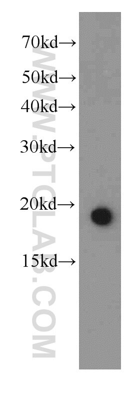 Western Blot (WB) analysis of Jurkat cells using IL-17 Monoclonal antibody (66148-1-Ig)