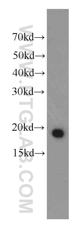 Western Blot (WB) analysis of U-937 cells using IL-17 Monoclonal antibody (66148-1-Ig)