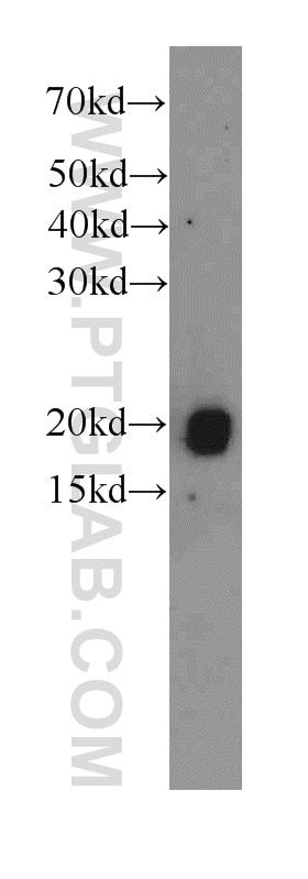 Western Blot (WB) analysis of Raji cells using IL-17 Monoclonal antibody (66148-1-Ig)