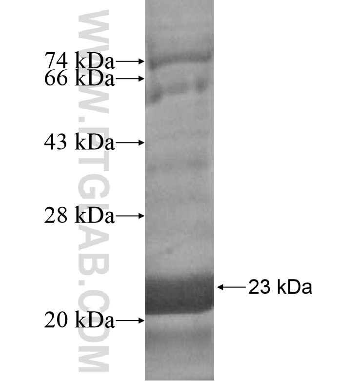 IL-17A fusion protein Ag16709 SDS-PAGE