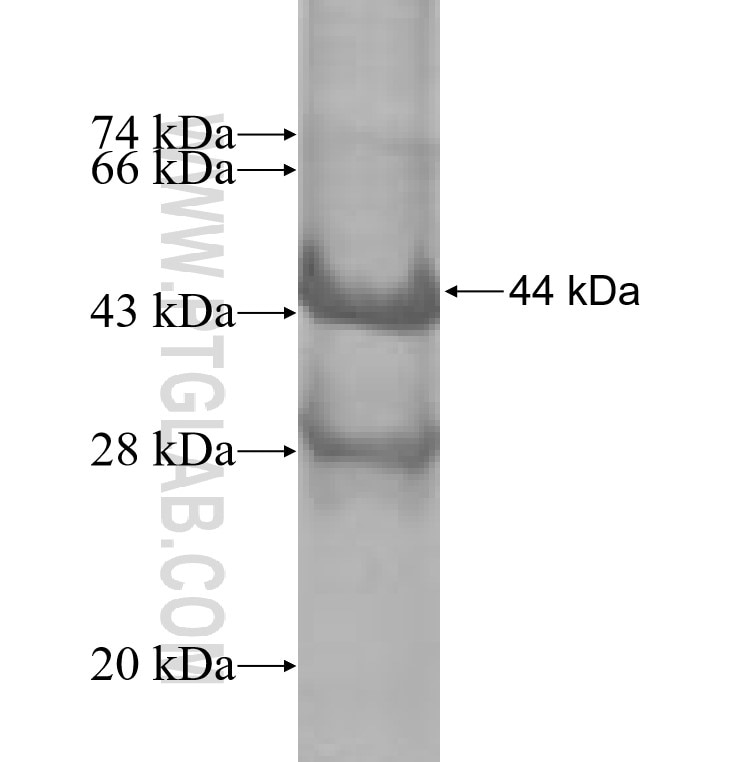 IL-17A fusion protein Ag3733 SDS-PAGE