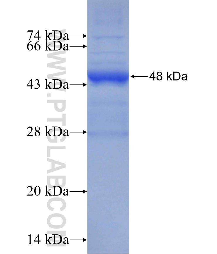 IL-17D fusion protein Ag6765 SDS-PAGE