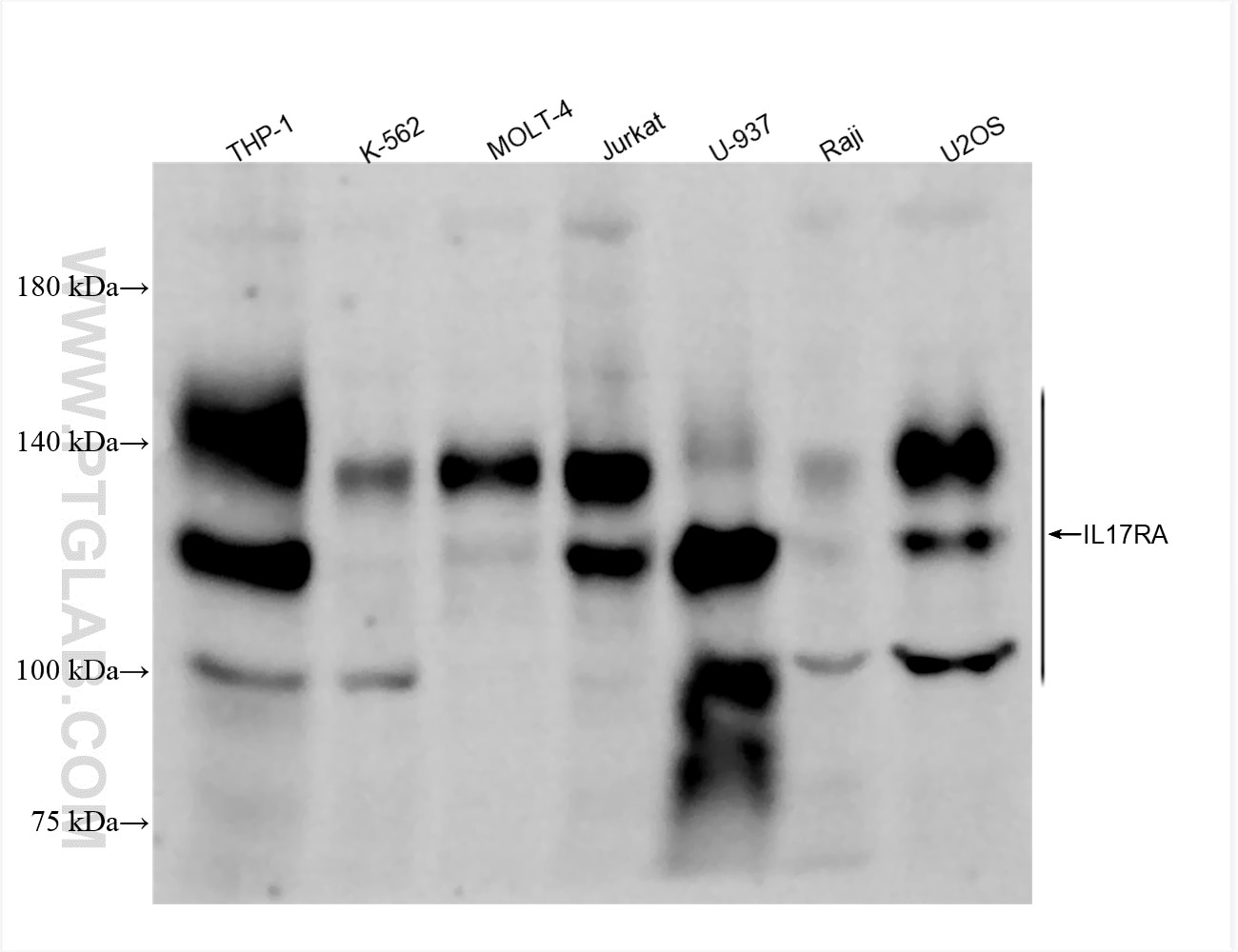 Western Blot (WB) analysis of various lysates using IL17RA Recombinant antibody (84535-2-RR)