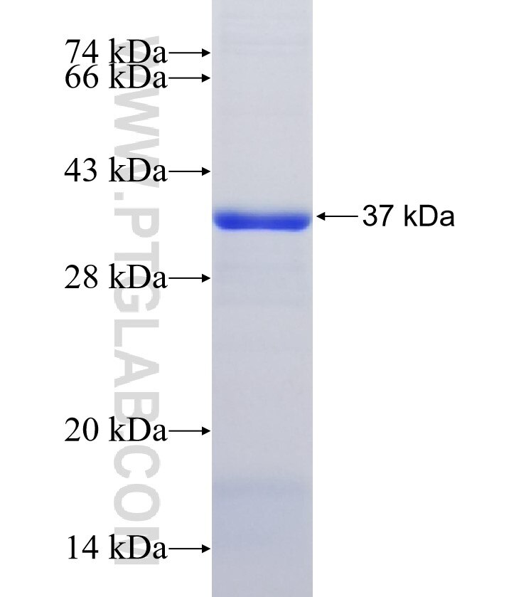IL17RA fusion protein Ag33881 SDS-PAGE