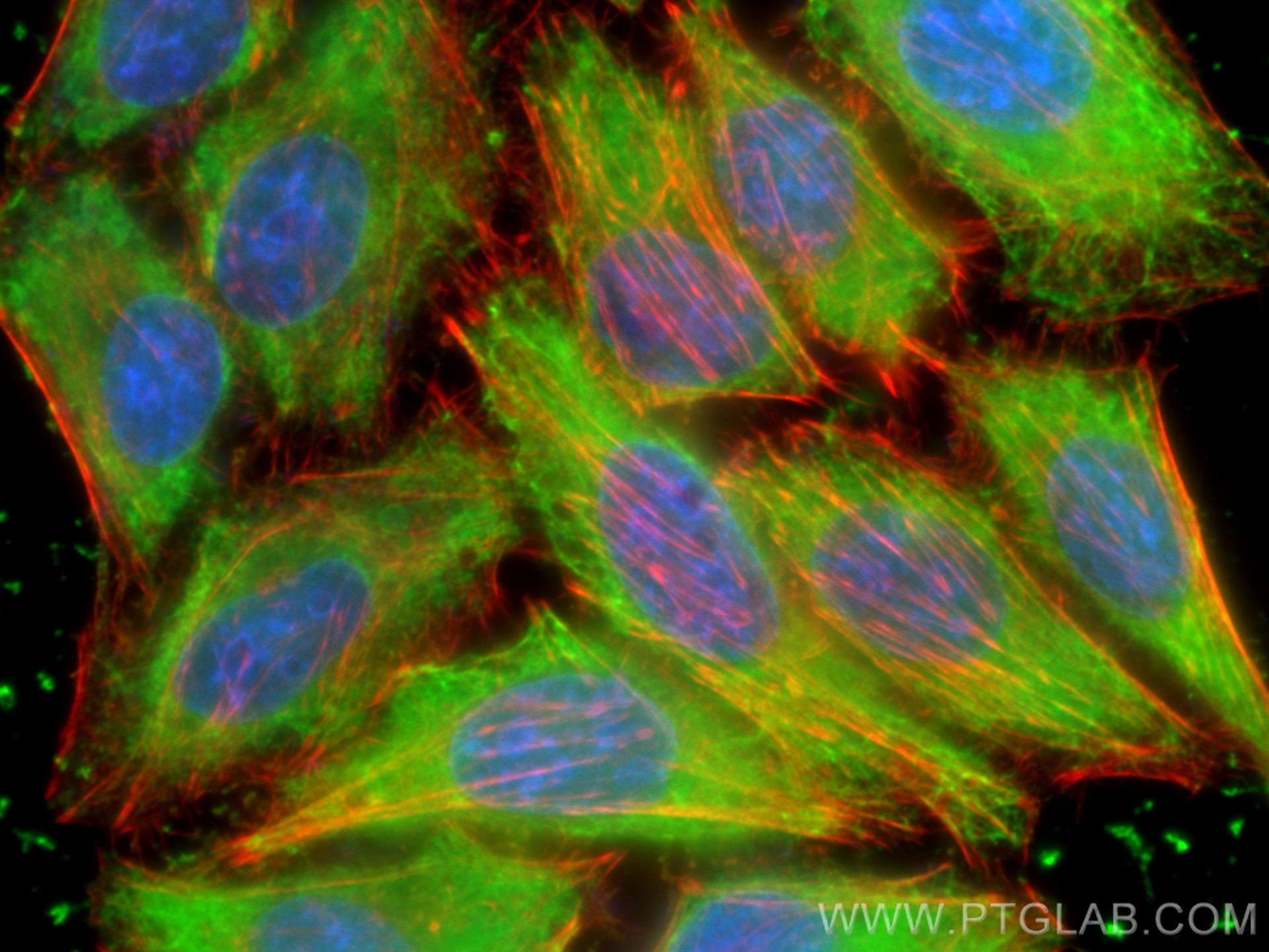 IF Staining of HepG2 using 20673-1-AP