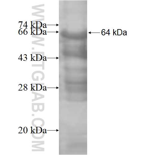 IL-17RC fusion protein Ag8190 SDS-PAGE