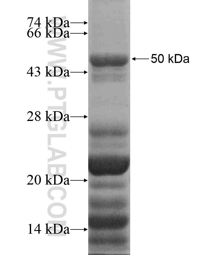 IL-17RD fusion protein Ag17286 SDS-PAGE