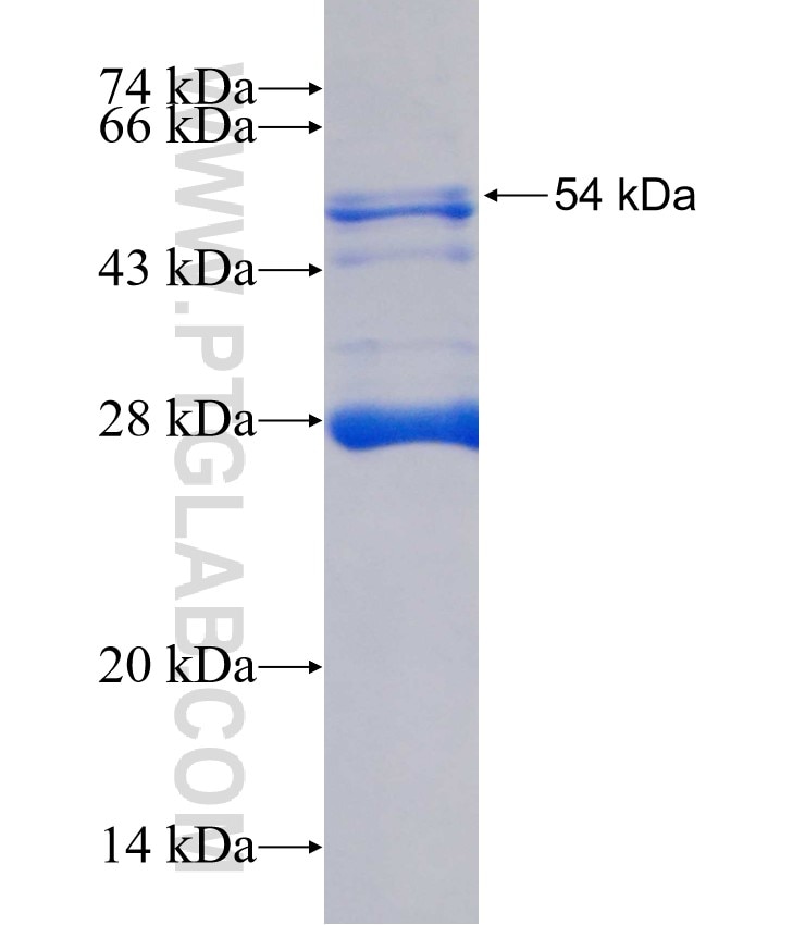 IL-17RE fusion protein Ag2612 SDS-PAGE