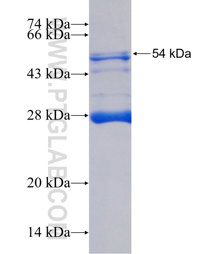 IL-17RE fusion protein Ag2612 SDS-PAGE