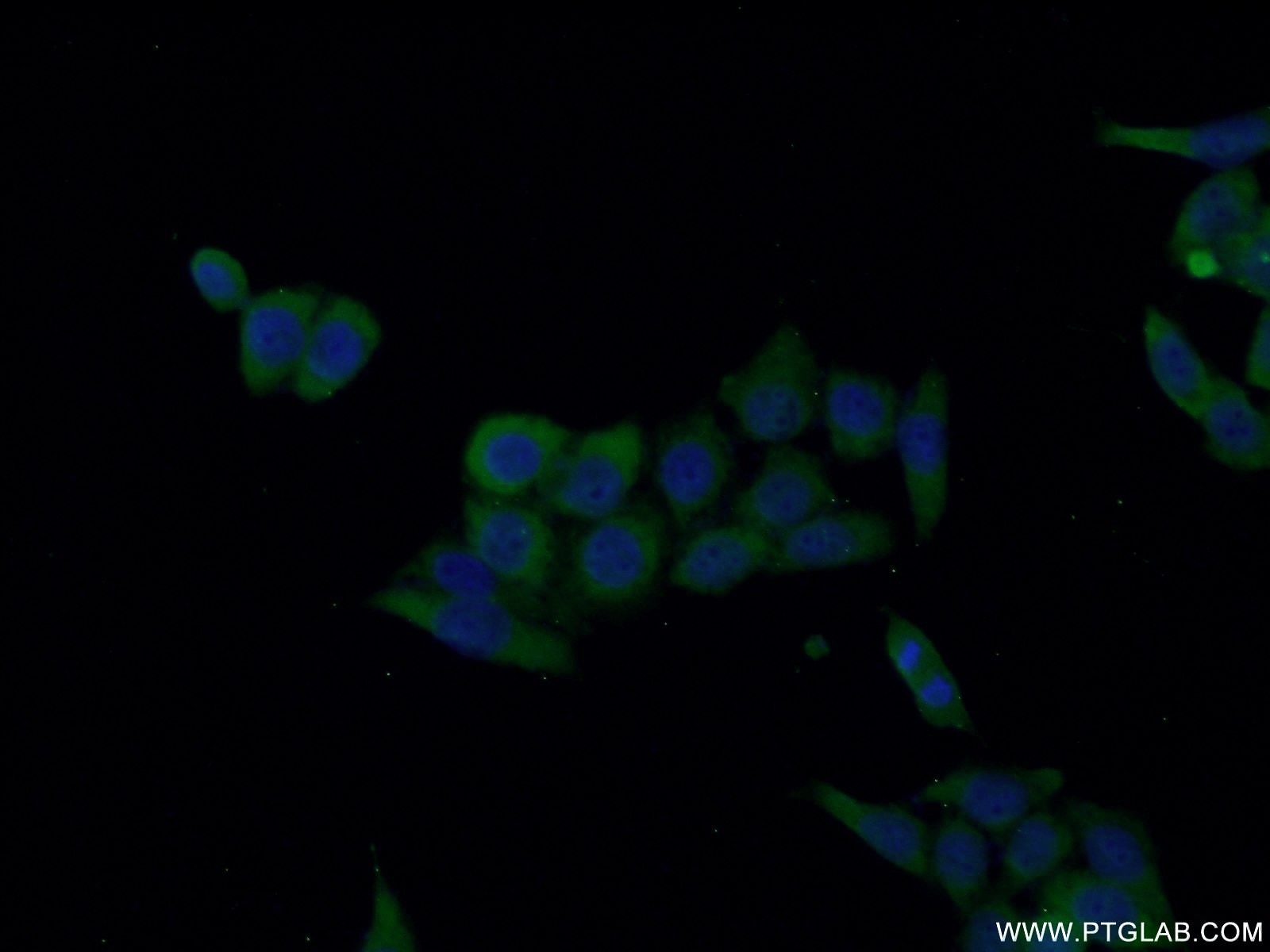 Immunofluorescence (IF) / fluorescent staining of HeLa cells using IL-18 Polyclonal antibody (10663-1-AP)