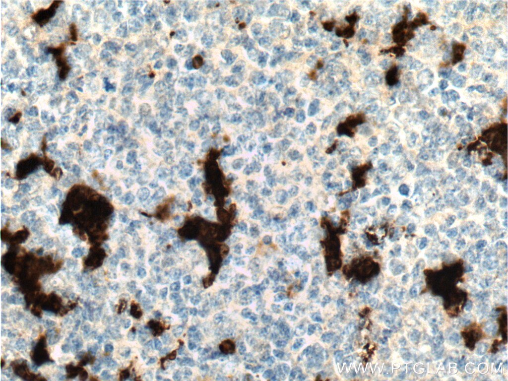 IL-18 Polyclonal antibody