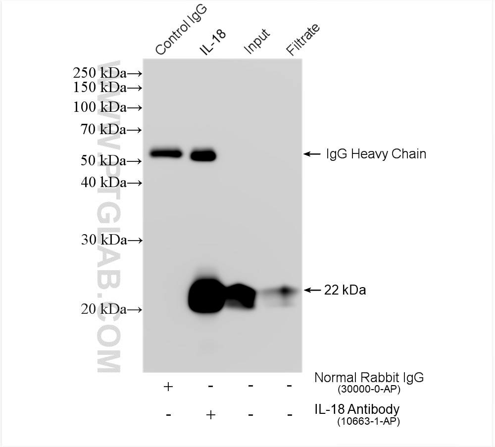 Immunoprecipitation (IP) experiment of HeLa cells using IL-18 Polyclonal antibody (10663-1-AP)